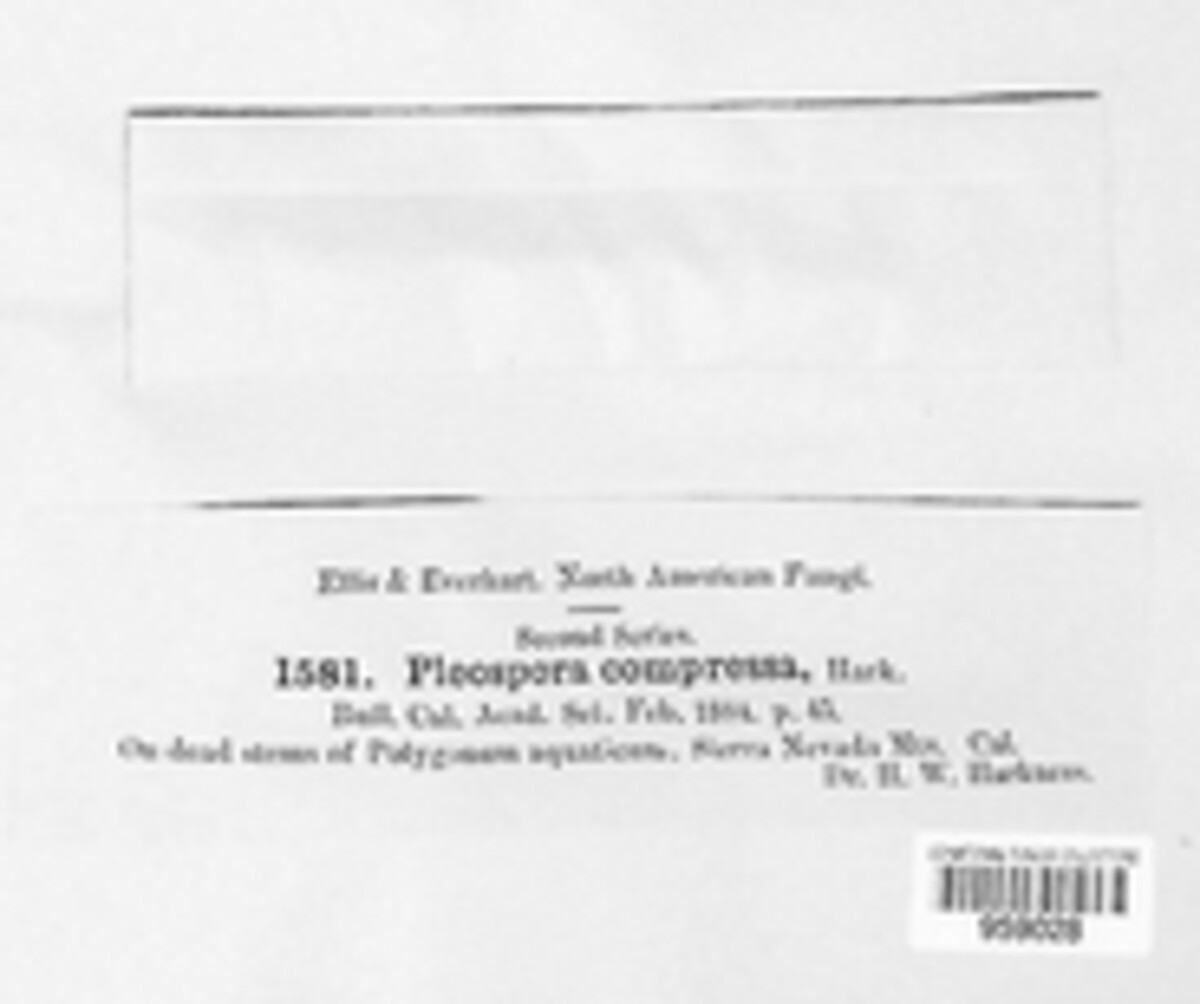 Comoclathris compressa image